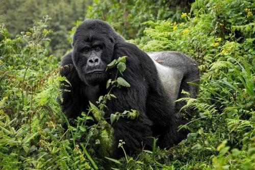 游客构成继续将疾病传播到濒临灭绝的山地大猩猩的风险